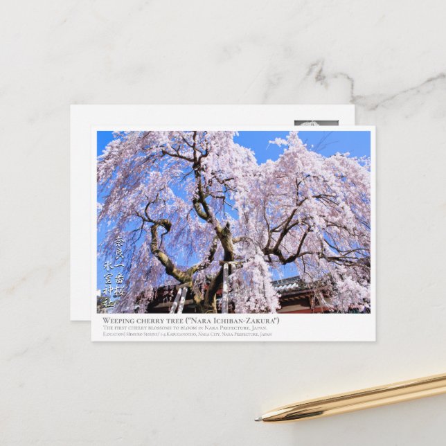 Postal Weeping cherry tree ("Nara Ichiban-Zakura") ポストカード (Anverso/Reverso In Situ)