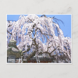 Postal Weeping cherry tree ("Nara Ichiban-Zakura") ポストカード