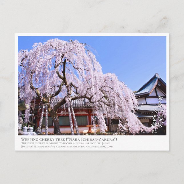 Postal Weeping cherry tree ("Nara Ichiban-Zakura") ポストカード (Anverso)