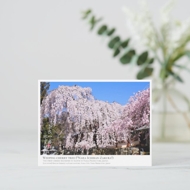 Postal Weeping cherry tree ("Nara Ichiban-Zakura") ポストカード (Anverso de pie)