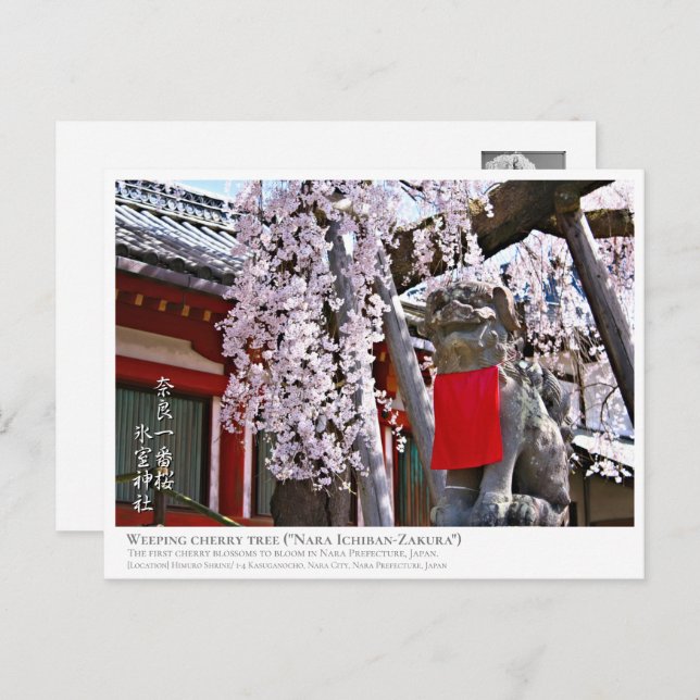 Postal Weeping cherry tree ("Nara Ichiban-Zakura") ポストカード (Anverso / Reverso)