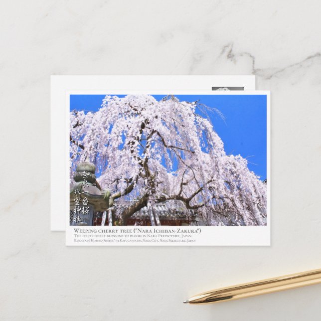Postal Weeping cherry tree ("Nara Ichiban-Zakura") ポストカード (Anverso/Reverso In Situ)