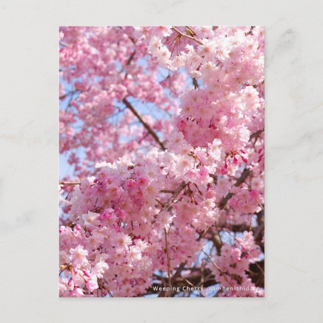 Postal Weeping Cherry: Yae-benishidare (Anverso)