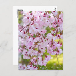 Postal Weeping Cherry: Yae-benishidare