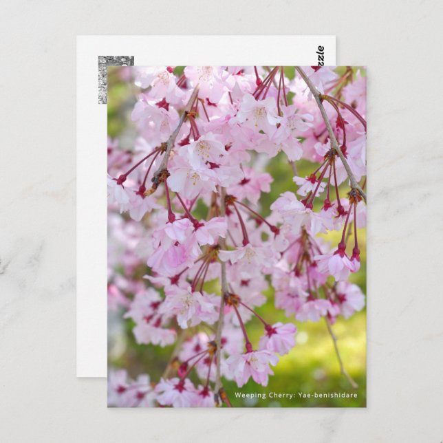 Postal Weeping Cherry: Yae-benishidare (Anverso / Reverso)