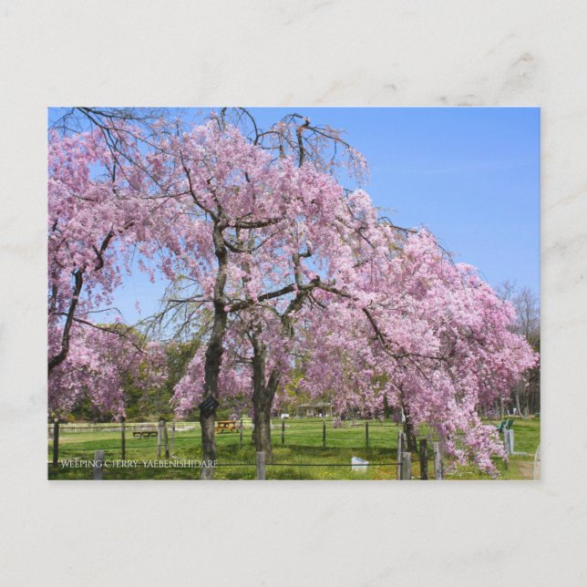 Postal Weeping Cherry(Yaebenishidare) [Postcard] (Anverso)