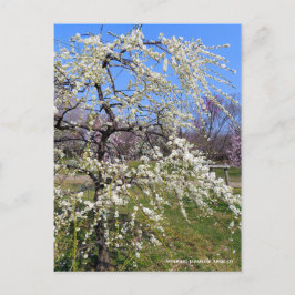 Postal Weeping Japanese Apricot [Postcard]