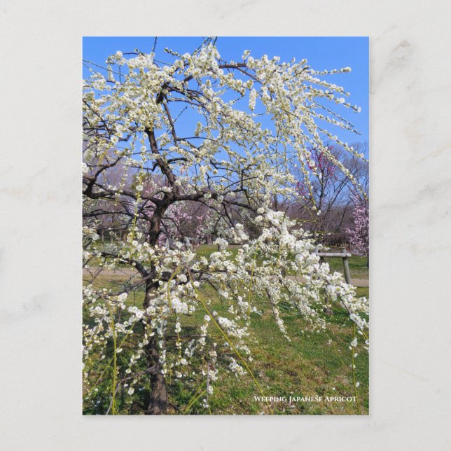 Postal Weeping Japanese Apricot [Postcard] (Anverso)