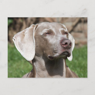 Postal weimaraner