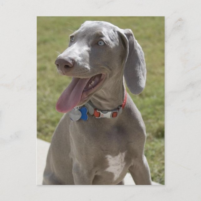 Postal Weimaraner (Anverso)