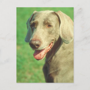 Postal Weimaraner