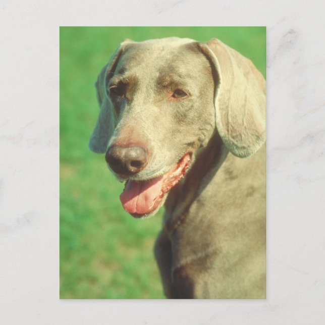 Postal Weimaraner (Anverso)