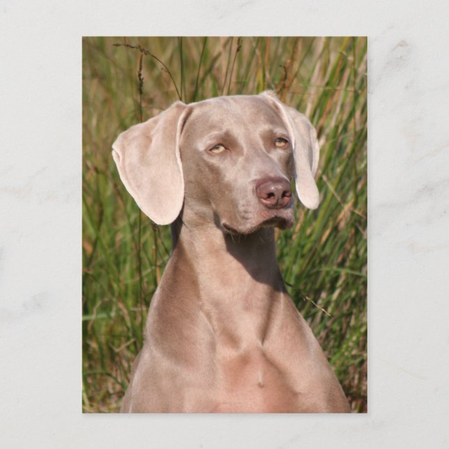 Postal weimaraner (Anverso)