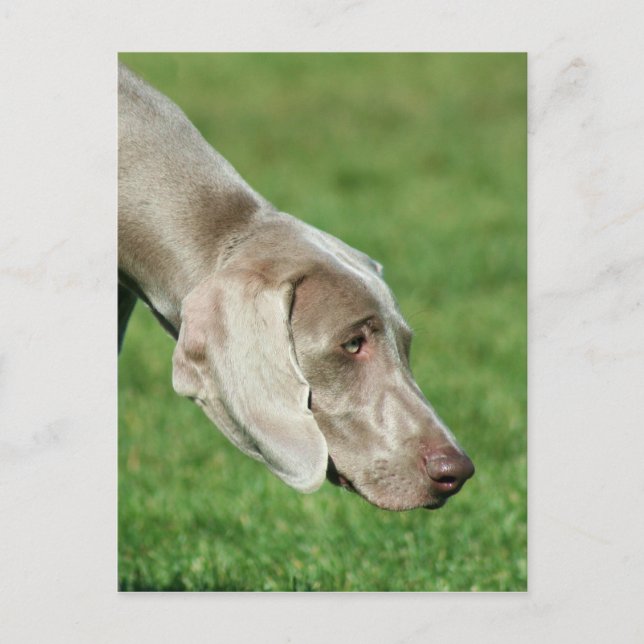 Postal Weimaraner (Anverso)