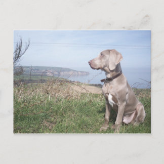 Postal Weimaraner