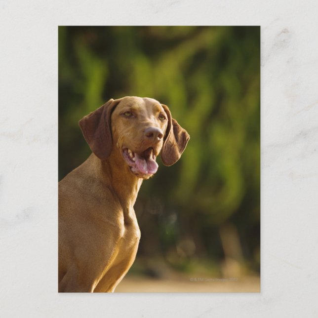 Postal Weimaraner (Anverso)