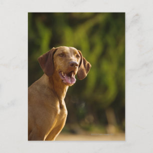 Postal Weimaraner