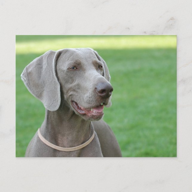 Postal Weimaraner (Anverso)