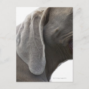 Postal Weimaraner 3