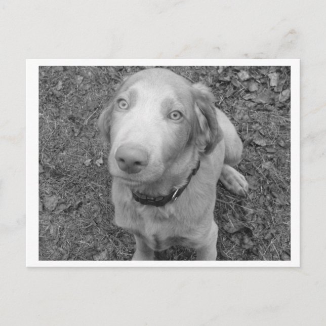 Postal Weimaraner de pelo largo (Anverso)