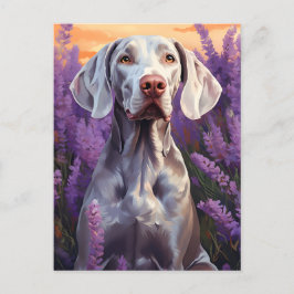 Postal Weimaraner en el campo Lavender