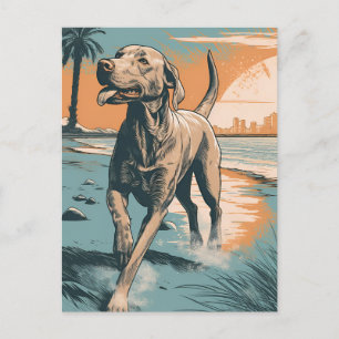 Postal Weimaraner en la playa