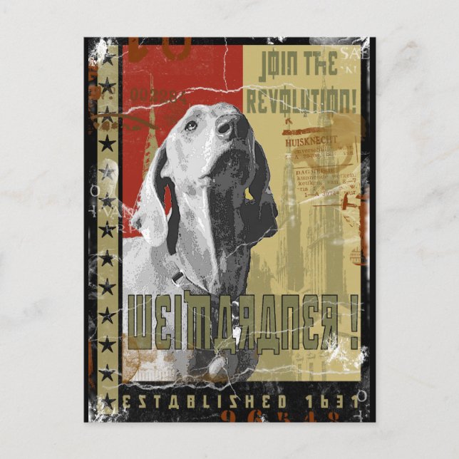 Postal Weimaraner Nation : Vieja Weimaraner! (Anverso)