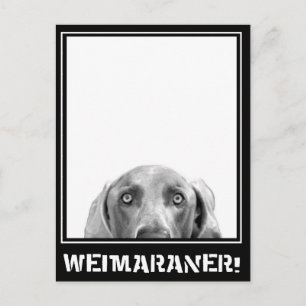 Postal Weimaraner Nation : ¡Weimaraner En Una Caja!