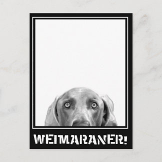 Postal Weimaraner Nation : ¡Weimaraner En Una Caja!