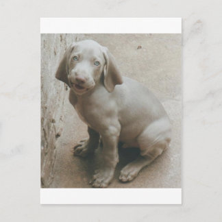 Postal weimaraner puppy lindo