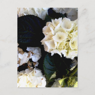 Postal weissblühender ballenstock