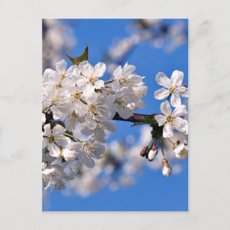 Postal Weisse Kirschblüten