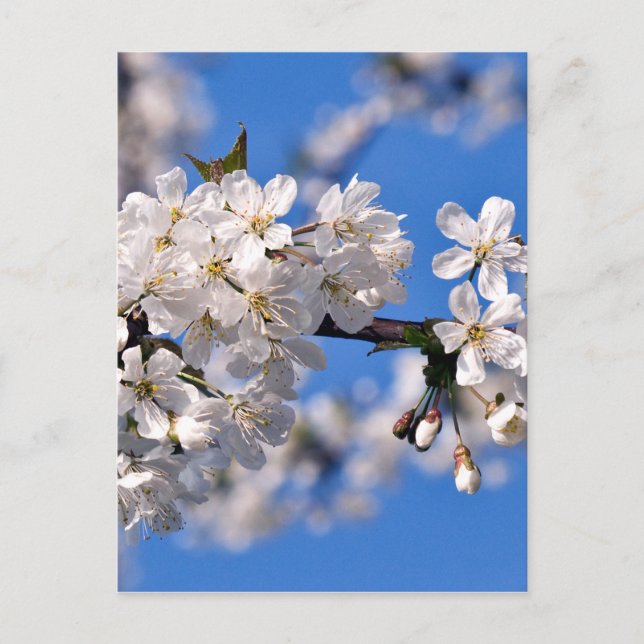 Postal Weisse Kirschblüten (Anverso)