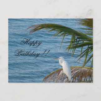 Postal weißer Reiher Schneerei Florida Geburtstagskarte