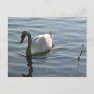 Postal WEißer Schwan
