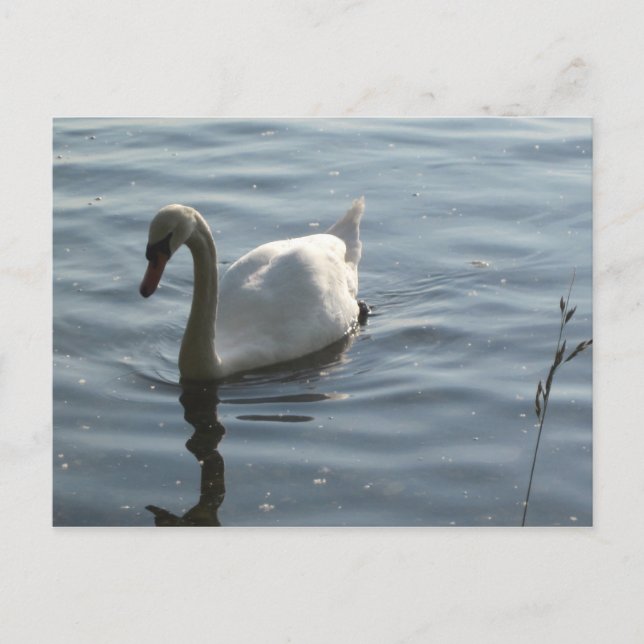 Postal WEißer Schwan (Anverso)