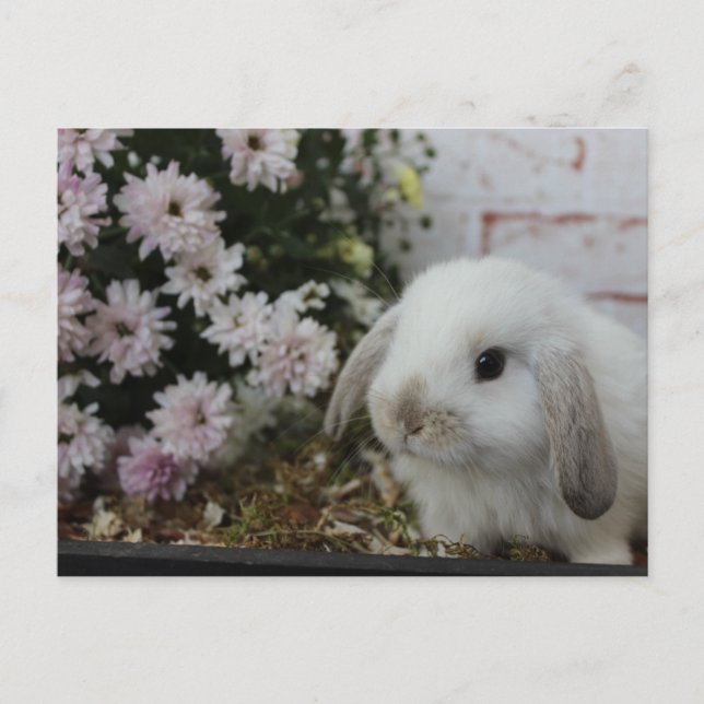 Postal weißes Häschen, Kaninchen mit Blumen Osterhase (Anverso)