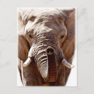Postal Wellcoda Cabeza de Elefante Salvaje Cara animal