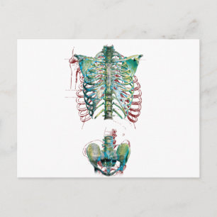 Postal Wellcoda Human Body Rib Cage Skeleton Fun