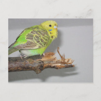 Postal Wellensittich