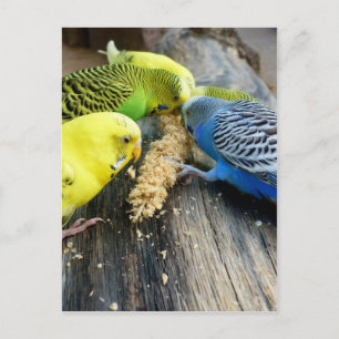 Postal Wellensittiche (Melopsittacus undulatus)