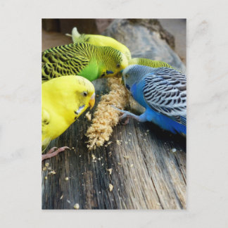 Postal Wellensittiche (Melopsittacus undulatus)