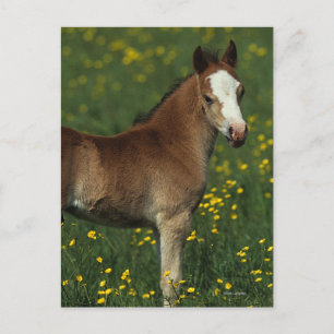 Postal Welsh Foal