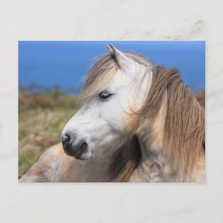 Postal Welsh Pony