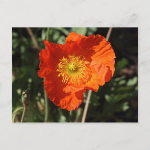 Postal Welsh Poppy (Naranja)