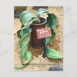 Postal Welwitschia mirabilis [Postal]