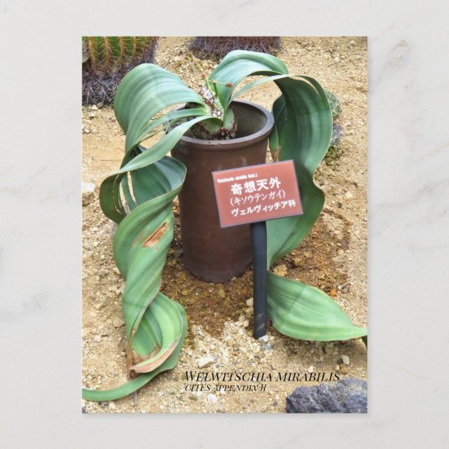 Postal Welwitschia mirabilis [Postal]