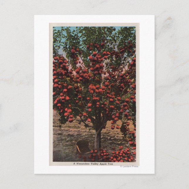 Postal Wenatchee, WAA Wenatchee Valley Apple Tree (Anverso)