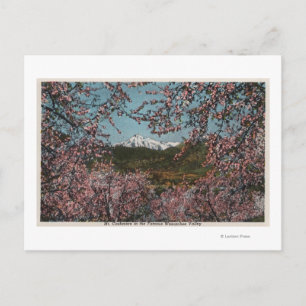 Postal Wenatchee, WAView del monte Cashmere con árboles