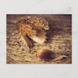 Postal Wenn en Samen zum Baum wird..